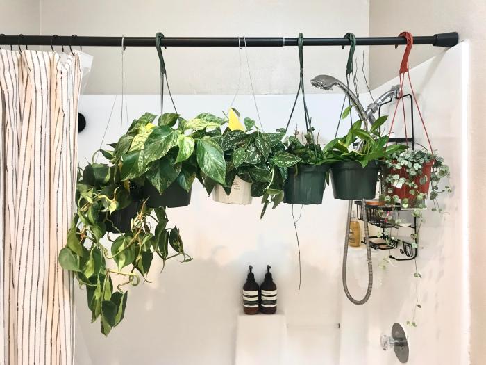 How often do you water hanging plants