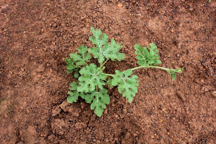 How often do you water a watermelon plant