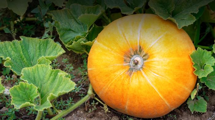 How often do i water pumpkin plants