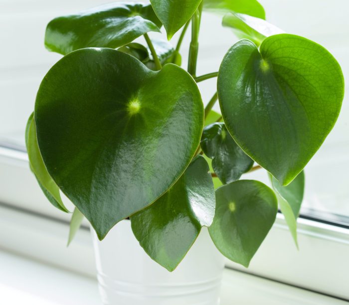 How often do i water house plants