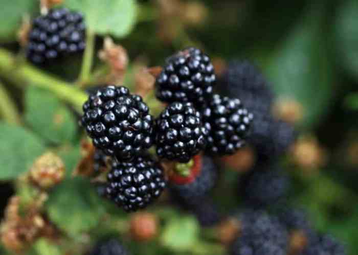 How often should you water blackberry plants