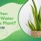 How Much Do You Water a Snake Plant?