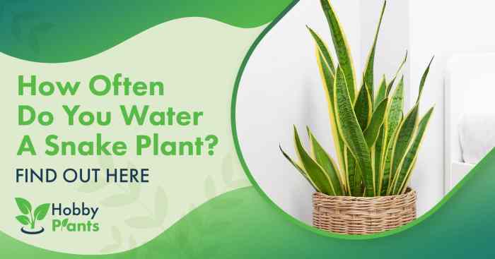 How much do you water a snake plant