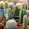 How Often to Water Cactus Plants