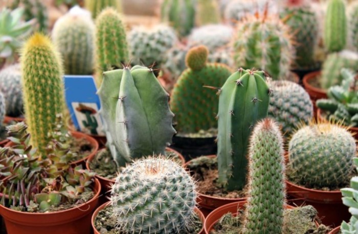 How often to water cactus plants