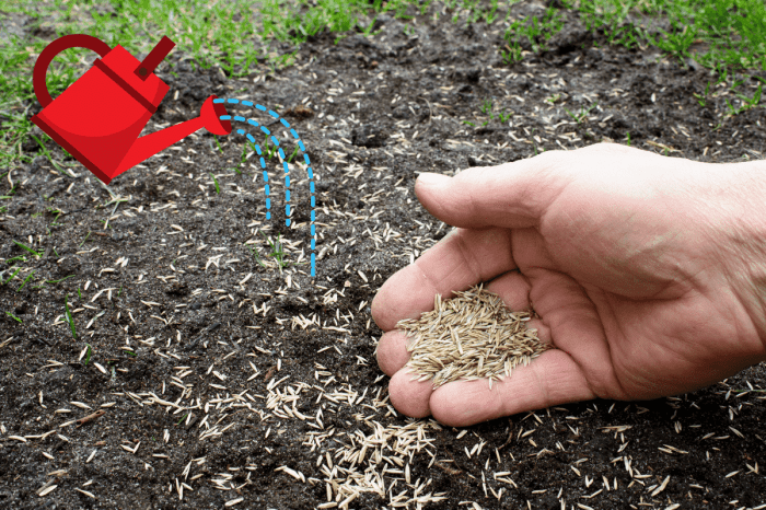 How long to water newly planted grass seed