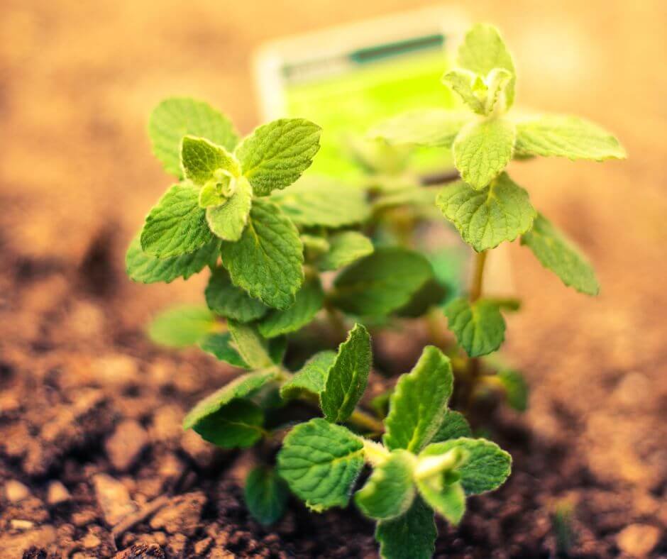 How often do you water mint plants