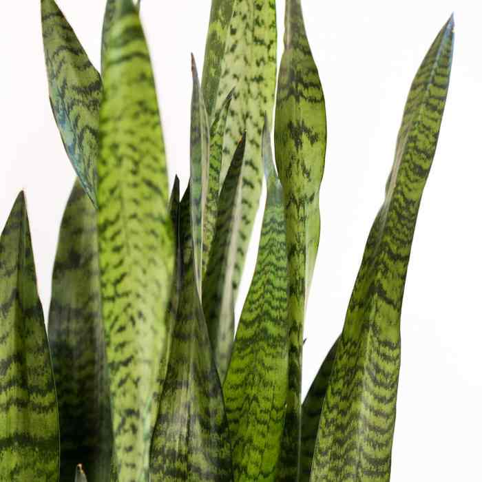 How much to water large snake plant