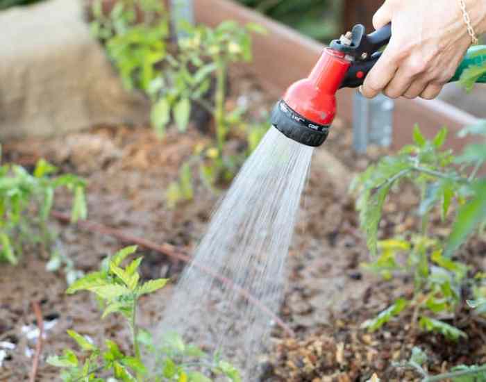 Can i water my plants during the day