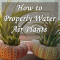 How Often to Water Air Plants in Winter