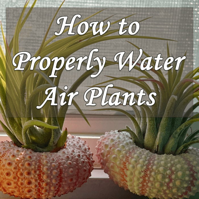 Air plants water when tell