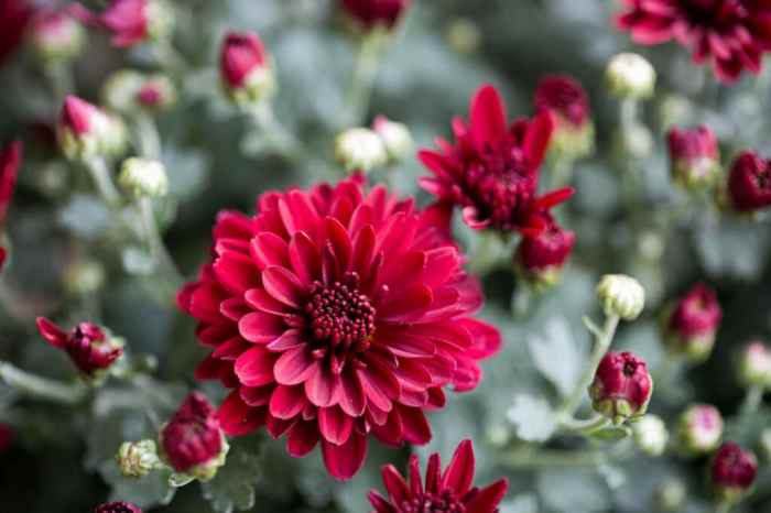 Chrysanthemum mums southernliving mum