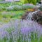 How Often Should I Water Lavender Plants?