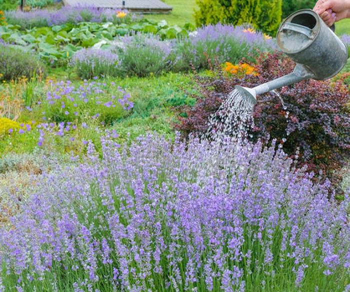 How often should i water lavender plants