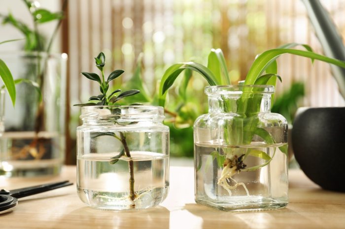 How long can indoor plants go without water