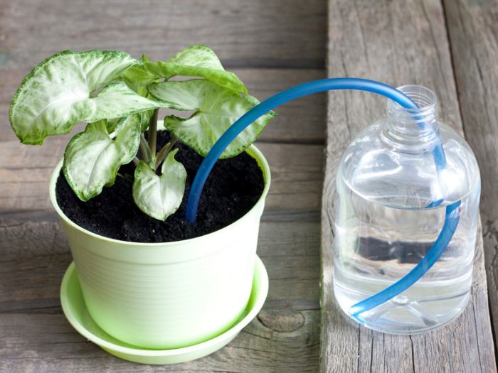 Can you use tap water for plants