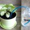 Can Dehumidifier Water Be Used to Water Plants?