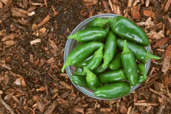 How much water for jalapeno plant