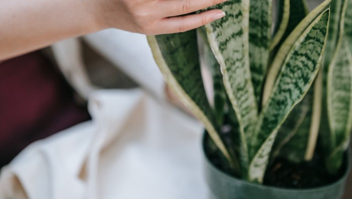 Can you root a snake plant in water