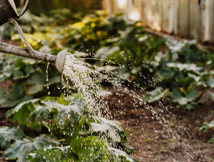 How often should i water squash plants