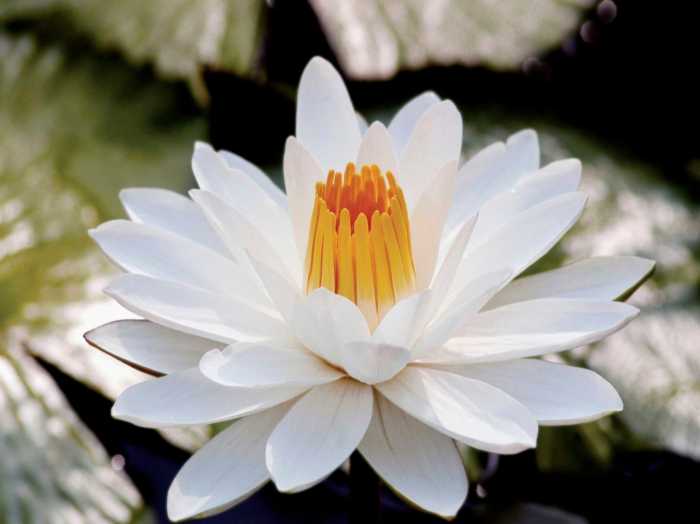 How often should you water a lily plant