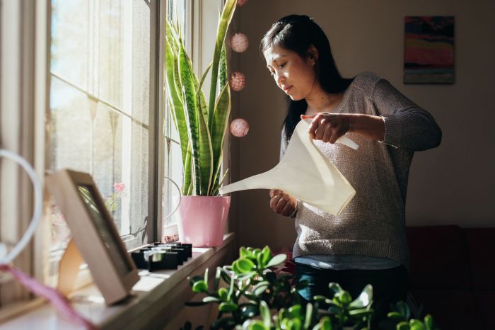 Can you water your plants at night