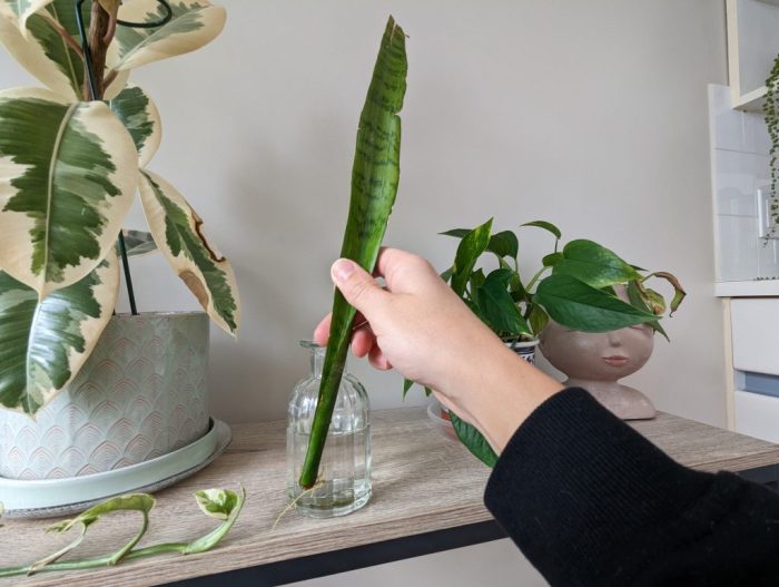 Can a snake plant grow in water