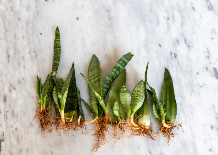 Can you root a snake plant in water