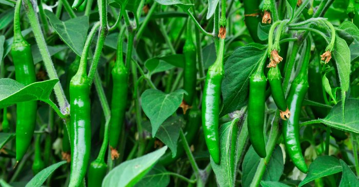 How often to water serrano pepper plant