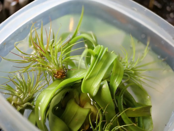 Watering tillandsias mist