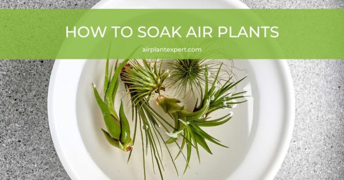 How long to soak air plants in water