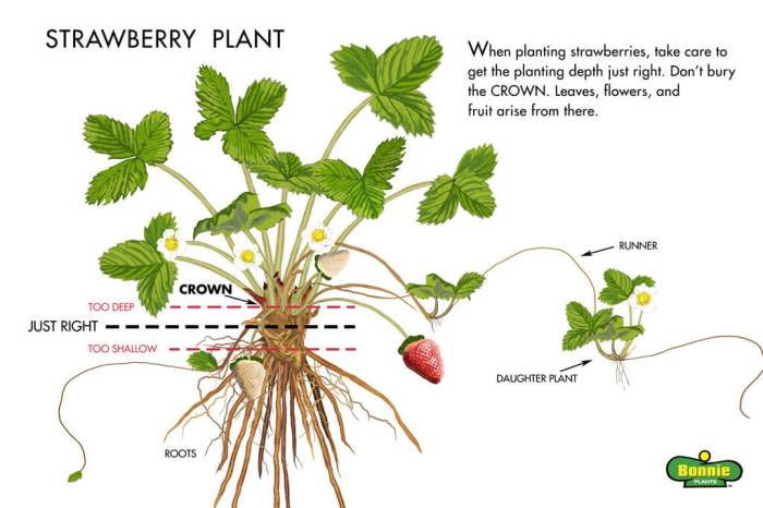 How much water does strawberry plants need