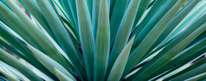 Should you water plants in the sun