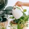 Should I Water My Plants with Distilled Water?