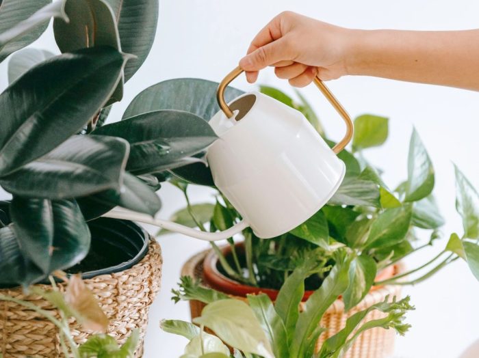 Should i water my plants with distilled water