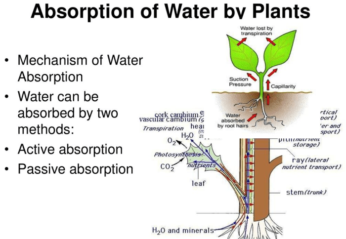 How does water affect plants