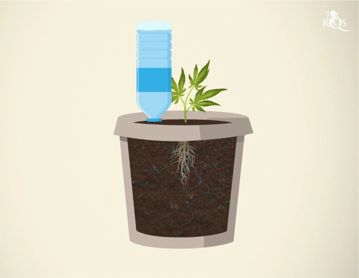 How often should u water your weed plants