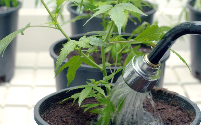 How often should u water your weed plants