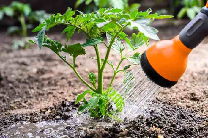 How many times do you water tomato plants