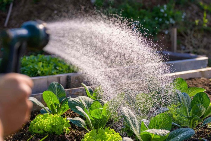 Can you use pool water on plants