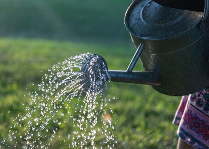 Can you use pool water on plants