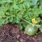 How Often Do You Water a Watermelon Plant?