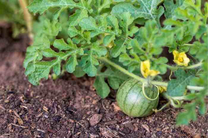 How often do you water a watermelon plant