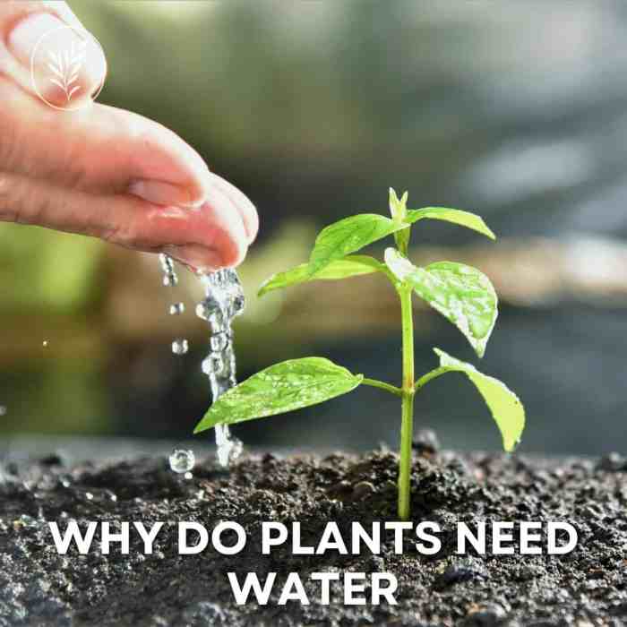 Plants water need do why science plant experiment not without needs watered kids light sunlight experiments vs if photosynthesis seeds