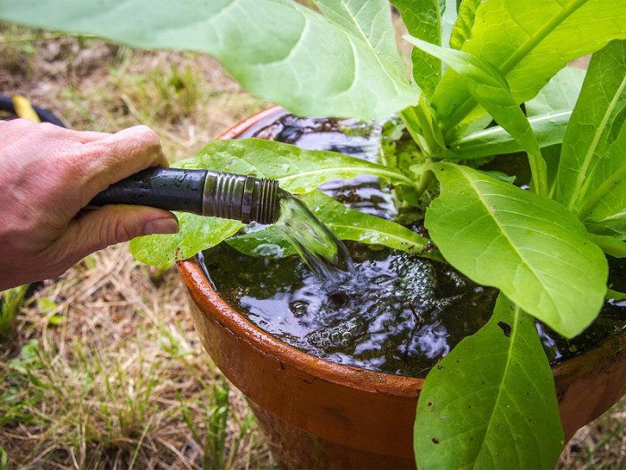 How often should i water outdoor pot plants