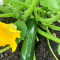 How Much Water Does a Squash Plant Need?